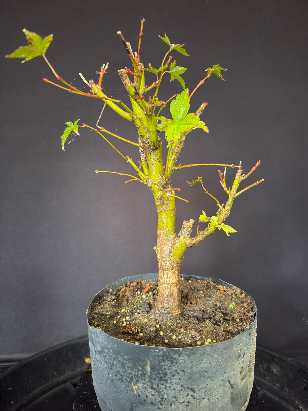 Acer Palmatum