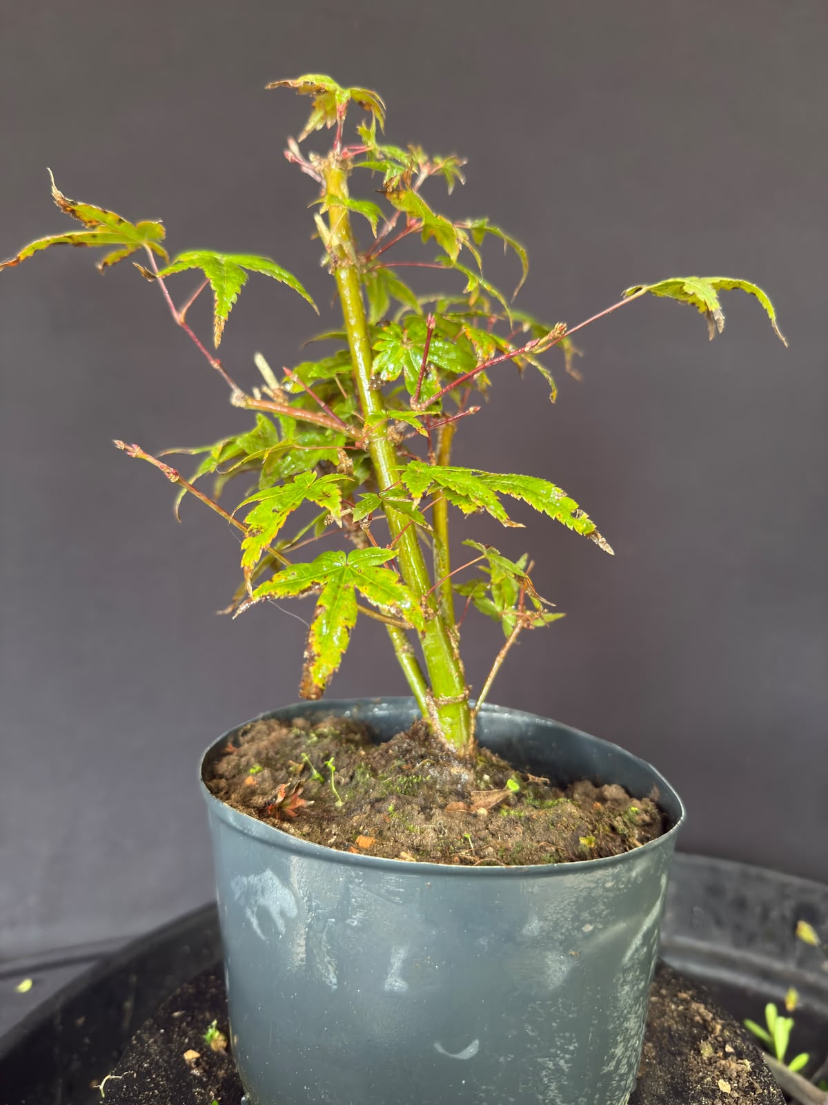 Acer Deshojo